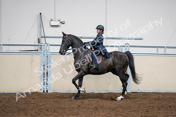 2020 - AB Morgan Horse - Fri, Sept 04 - 03022