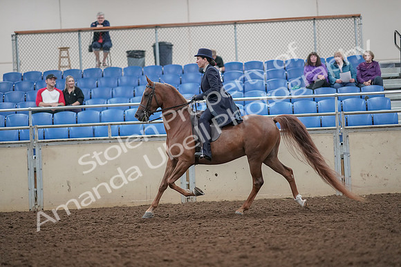 2019 Morgan Horse Show - Aug 30, 2019 - 26779