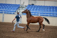 2020 - AB Morgan Horse - Sat, Sept 05 - 00539
