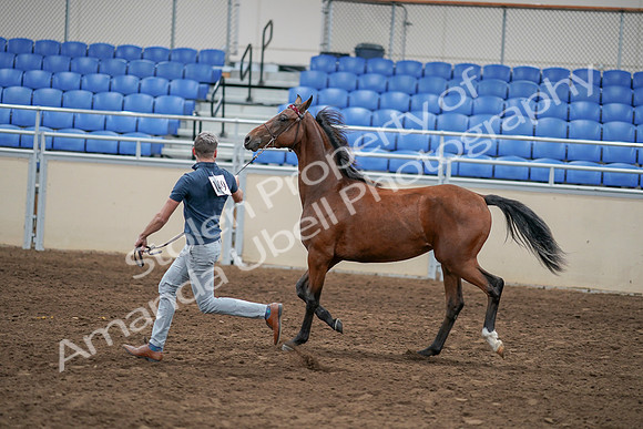 2020 - AB Morgan Horse - Sat, Sept 05 - 00539