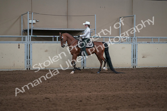 2019 Morgan Horse Show - Sept 01, 2019 - 06935