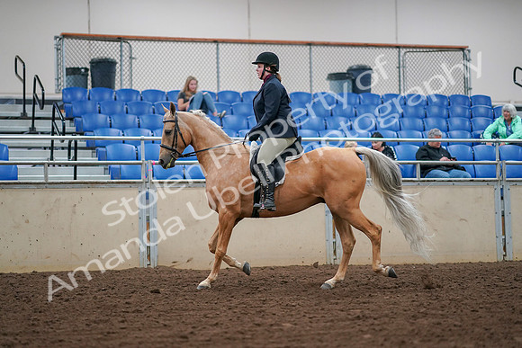 2019 Morgan Horse Show - Aug 30, 2019 - 16067