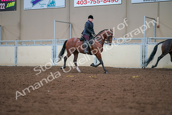 2019 Morgan Horse Show - Aug 30, 2019 - 20865