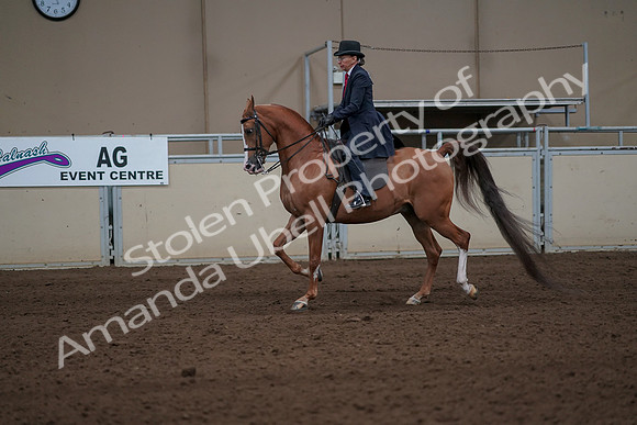 2019 Morgan Horse Show - Sept 01, 2019 - 11916