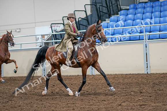 2020 - AB Morgan Horse - Sat, Sept 05 - 08239