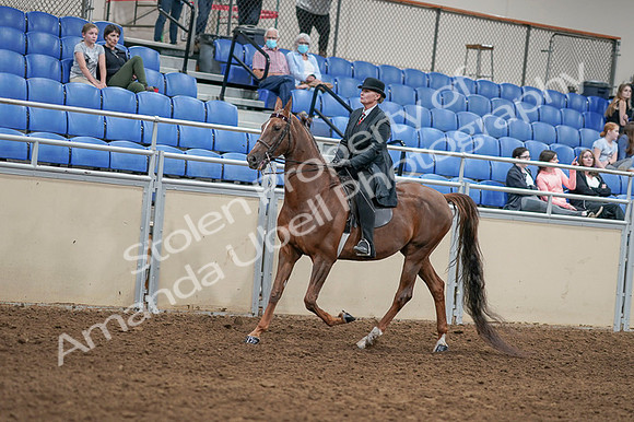 2020 - AB Morgan Horse - Fri, Sept 04 - 08035