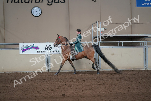 2019 Morgan Horse Show - Sept 01, 2019 - 13253