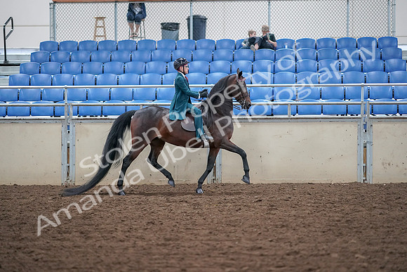 2019 Morgan Horse Show - Aug 30, 2019 - 18177