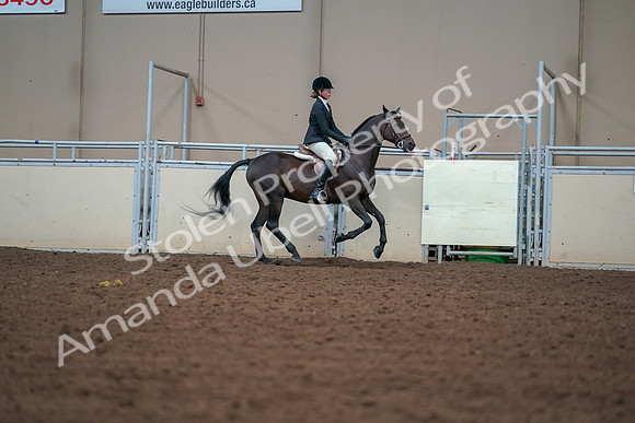 2019 Morgan Horse Show - Aug 30, 2019 - 21078