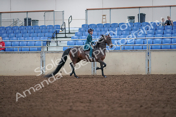 2019 Morgan Horse Show - Aug 30, 2019 - 18066