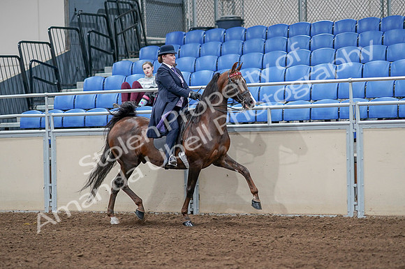 2020 - AB Morgan Horse - Fri, Sept 04 - 08082
