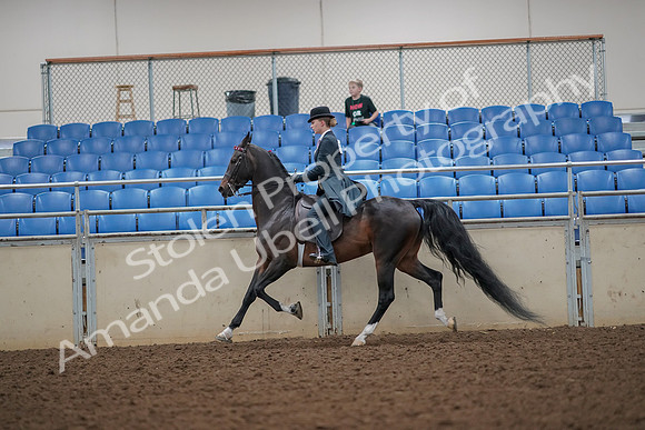 2019 Morgan Horse Show - Aug 30, 2019 - 25118
