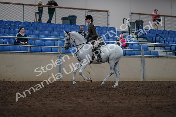 2019 Morgan Horse Show - Sept 01, 2019 - 08703