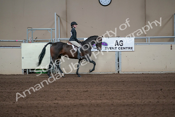 2019 Morgan Horse Show - Sept 01, 2019 - 03808