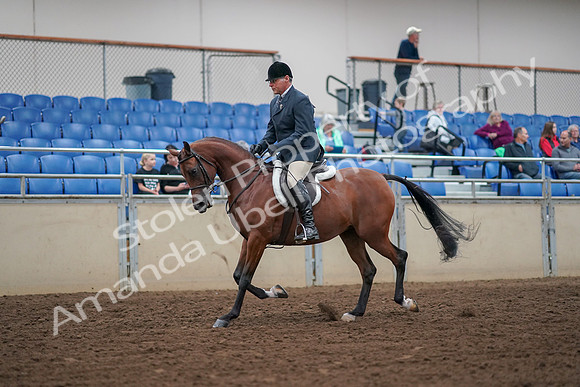 2019 Morgan Horse Show - Aug 30, 2019 - 16112