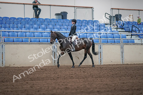 2019 Morgan Horse Show - Sept 01, 2019 - 03648