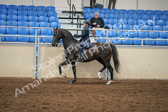 2020 - AB Morgan Horse - Fri, Sept 04 - 02986