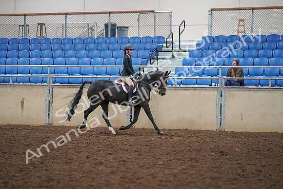 2019 Morgan Horse Show - Aug 30, 2019 - 12447