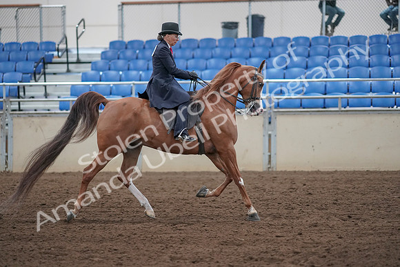 2019 Morgan Horse Show - Sept 01, 2019 - 12084
