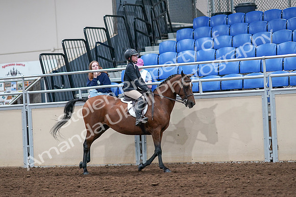 2020 - AB Morgan Horse - Fri, Sept 04 - 02127