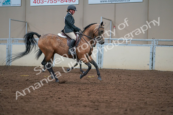 2019 Morgan Horse Show - Aug 30, 2019 - 21066