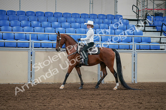 2020 - AB Morgan Horse - Fri, Sept 04 - 03490