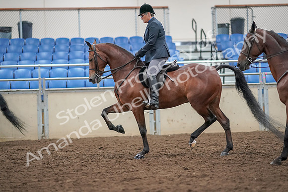 2019 Morgan Horse Show - Aug 30, 2019 - 20116
