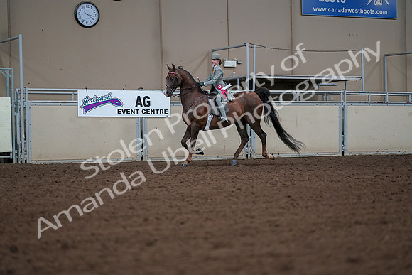 2019 Morgan Horse Show - Aug 30, 2019 - 18211