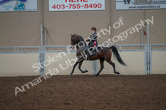 2019 Morgan Horse Show - Aug 30, 2019 - 28339