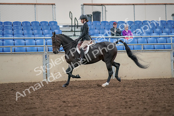 2019 Morgan Horse Show - Aug 30, 2019 - 20396