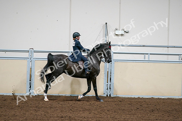 2020 - AB Morgan Horse - Fri, Sept 04 - 03150