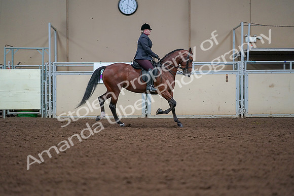 2019 Morgan Horse Show - Aug 30, 2019 - 20706