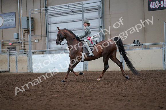 2019 Morgan Horse Show - Aug 30, 2019 - 18278