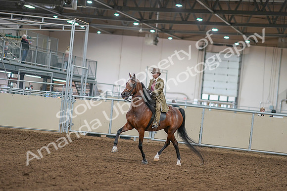 2020 - AB Morgan Horse - Sat, Sept 05 - 07929