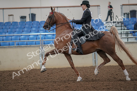 2019 Morgan Horse Show - Aug 30, 2019 - 25095