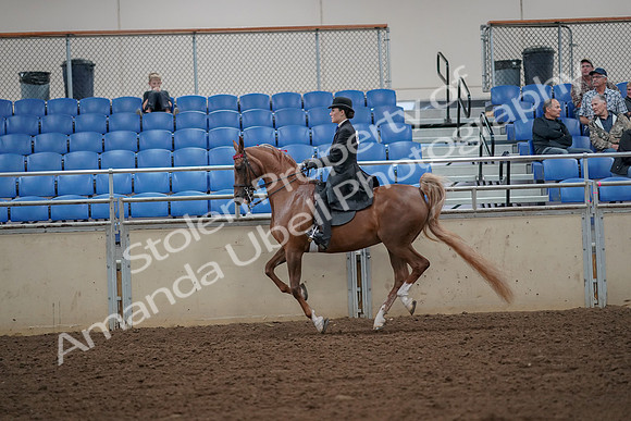 2019 Morgan Horse Show - Aug 30, 2019 - 25174