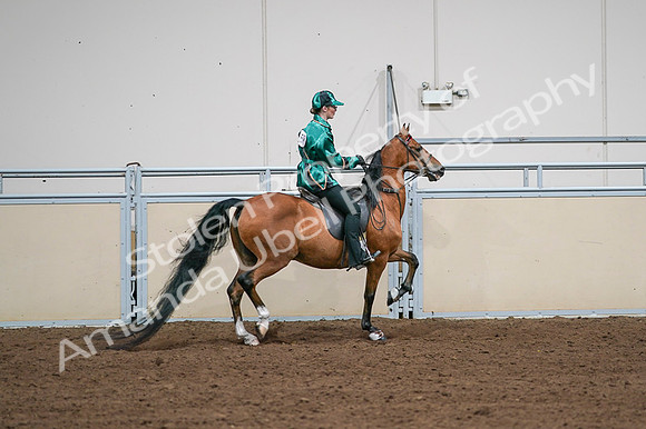 2020 - AB Morgan Horse - Fri, Sept 04 - 08699