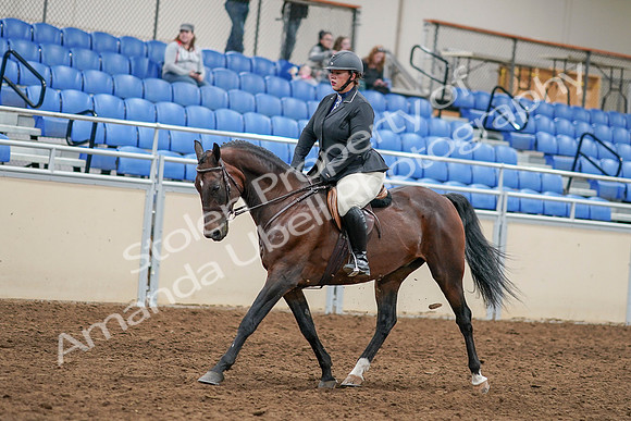 2020 - AB Morgan Horse - Sat, Sept 05 - 14461