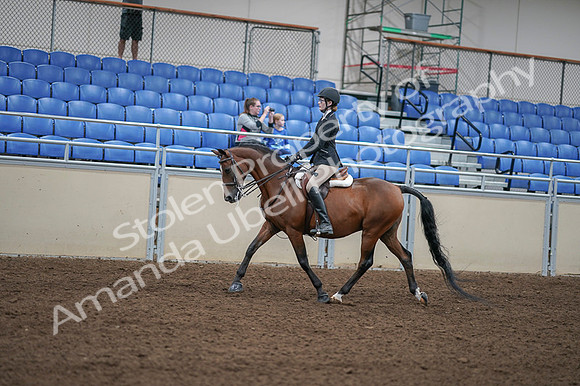 2020 - AB Morgan Horse - Fri, Sept 04 - 05874