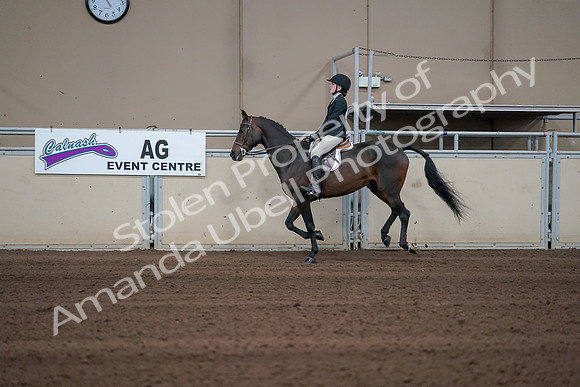 2019 Morgan Horse Show - Sept 01, 2019 - 03777