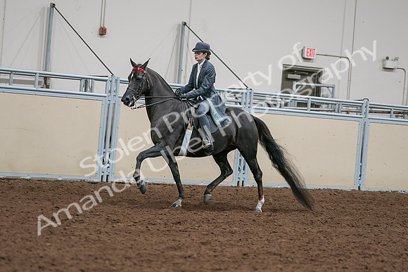 2020 - AB Morgan Horse - Sat, Sept 05 - 13633