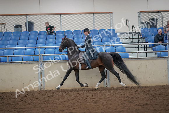 2019 Morgan Horse Show - Aug 30, 2019 - 25110