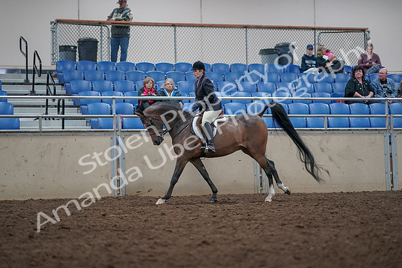 2019 Morgan Horse Show - Aug 31, 2019 - 16034