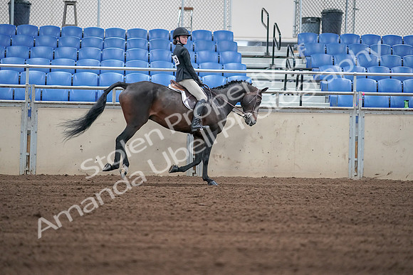 2019 Morgan Horse Show - Sept 01, 2019 - 03898