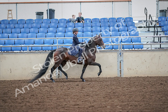 2019 Morgan Horse Show - Aug 30, 2019 - 18140
