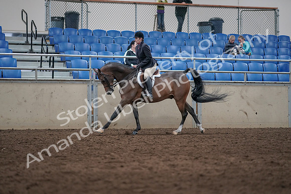2019 Morgan Horse Show - Sept 01, 2019 - 08724