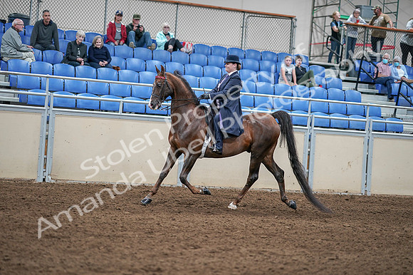 2020 - AB Morgan Horse - Fri, Sept 04 - 07902