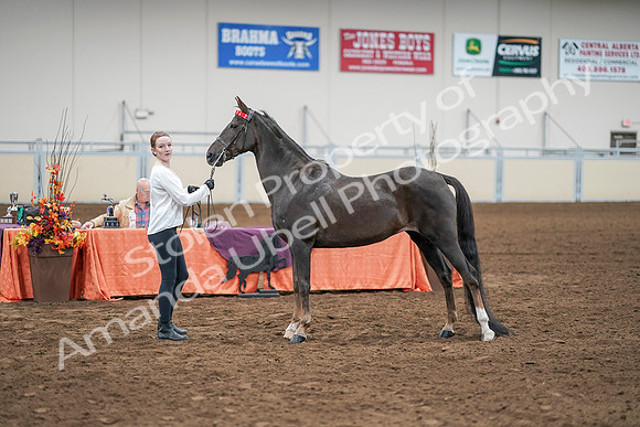 2020 - AB Morgan Horse - Sat, Sept 05 - 00653