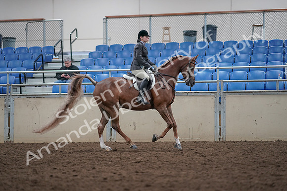2019 Morgan Horse Show - Aug 31, 2019 - 16080