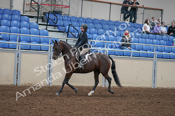 2020 - AB Morgan Horse - Fri, Sept 04 - 05896